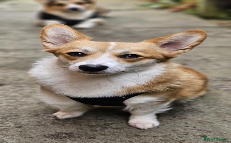 Welsh Corgi Pembroke dogs - Advert 1