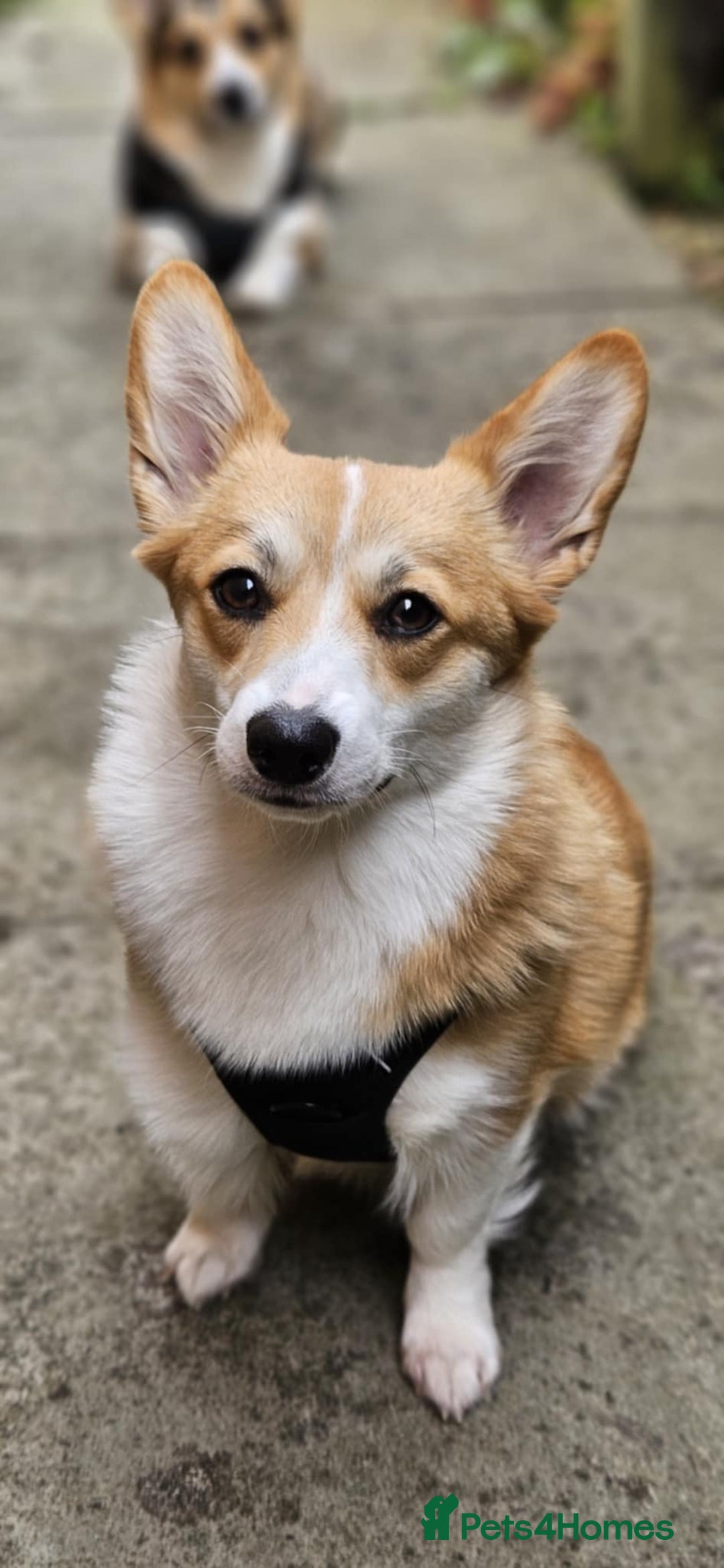 Welsh Corgi Pembroke dogs for sale: Rehoming Lily - Image 1
