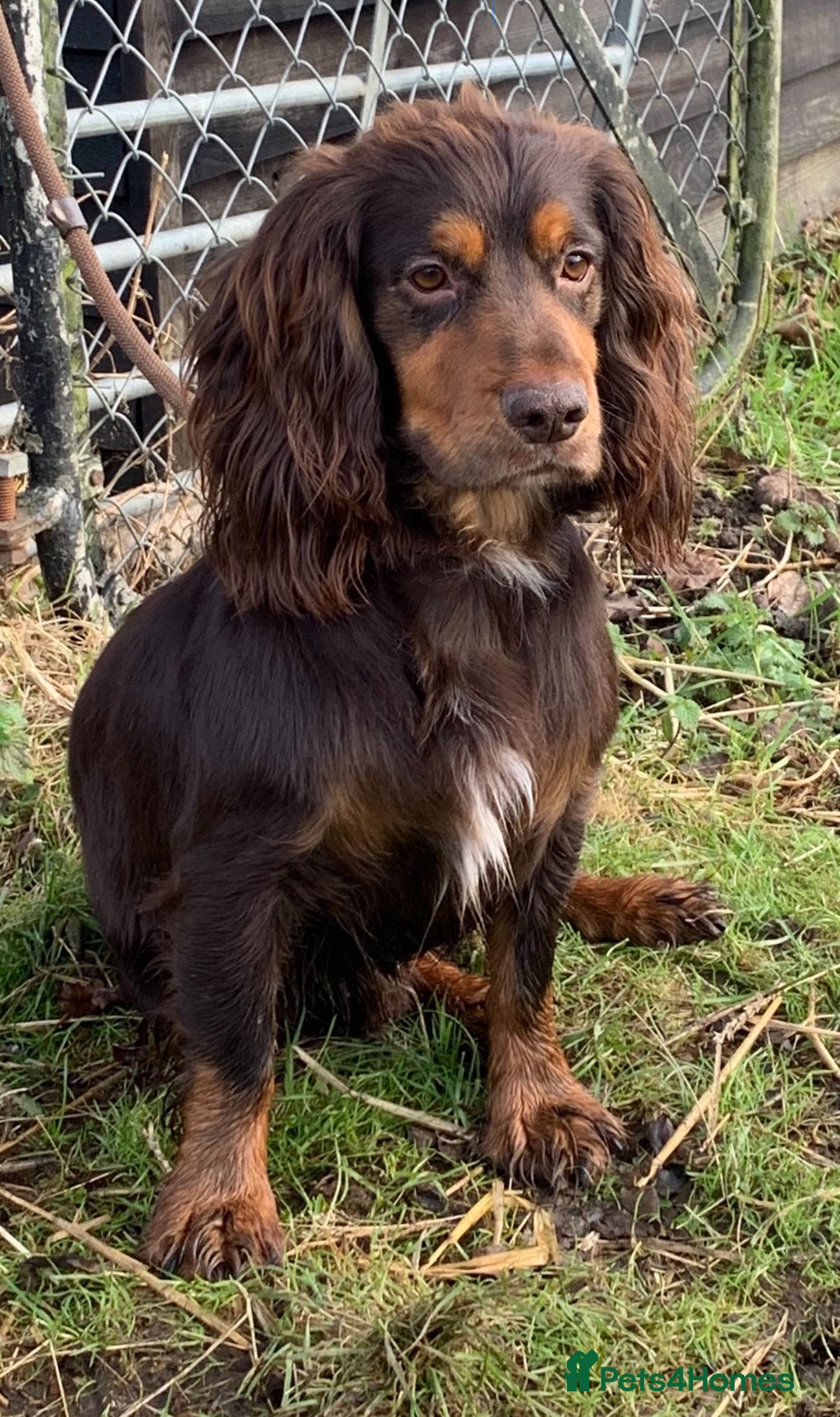 Cocker Spaniel dogs for stud: Working cocker spaniel for stud  - Advert 3