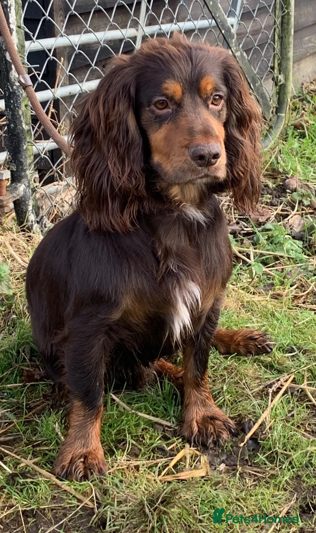 Cocker Spaniel dogs for stud: Working cocker spaniel for stud  - Advert 3