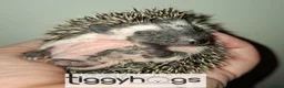 Pygmy Hedgehog rodents for sale: Handsome Male African pygmy hedgehogs  - Advert 8