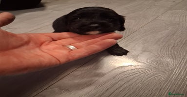 Cocker Spaniel dogs - Advert 12