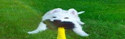 German Shepherd dogs for sale: Stunning White KC Long Haired GSD pups ready 18/12 - Advert 8