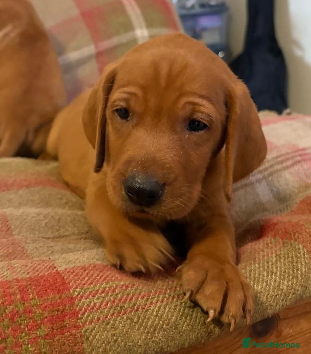 Mixed Breed dogs for sale: Hungarian Vizsla - Image 16