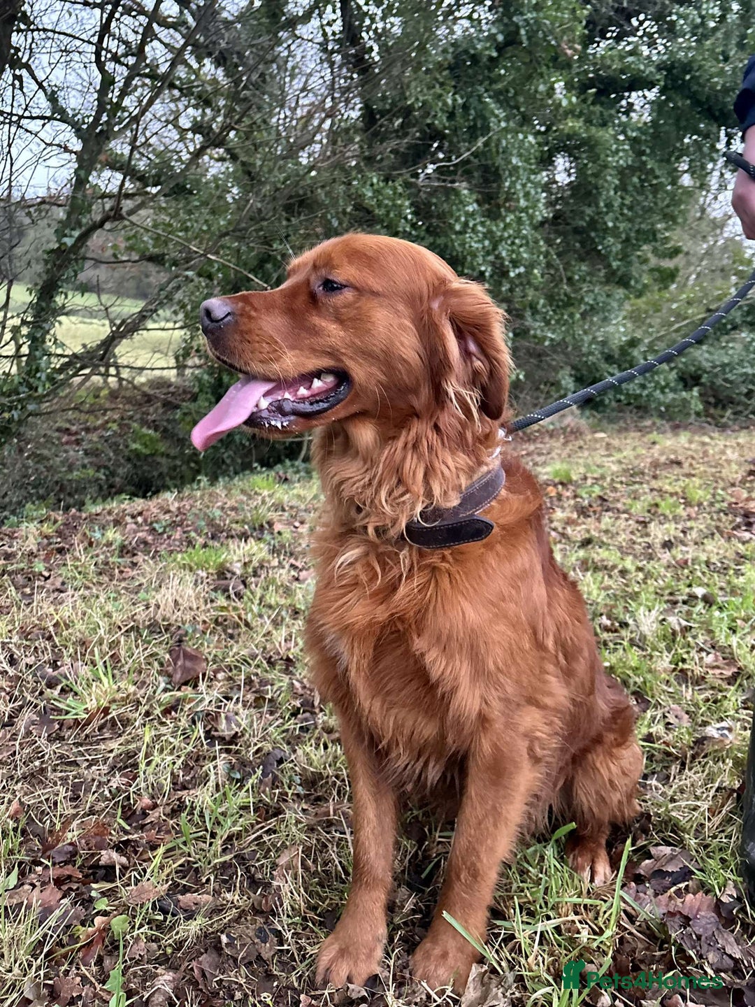 Golden Retriever dogs for sale: Red Working Line Pedigree Golden Retriever Pups - Advert 8