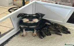 Mixed Breed dogs for sale: Stunning Wowzer pups  - Image 8