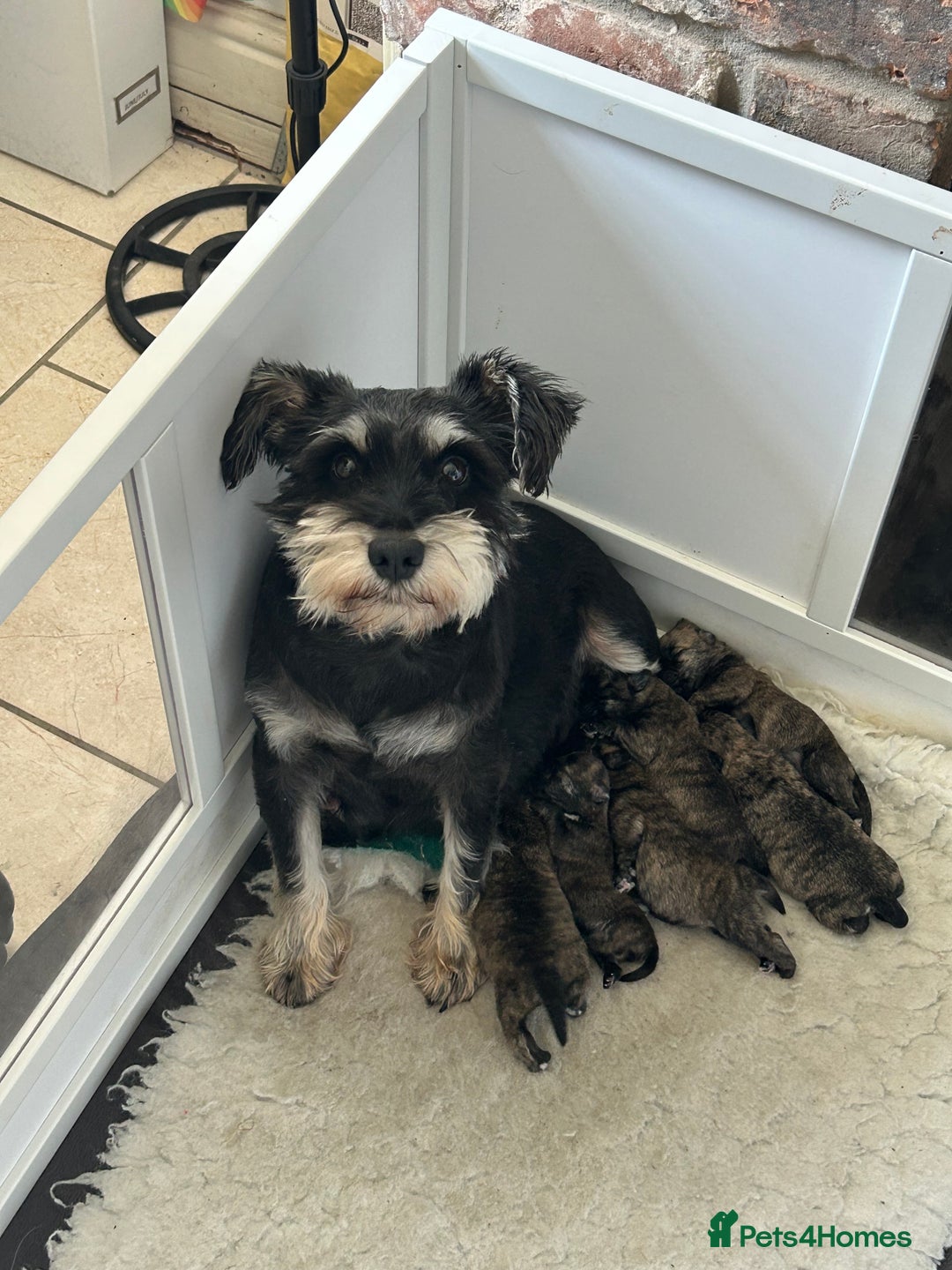 Mixed Breed dogs for sale: Stunning Wowzer pups  - Image 8