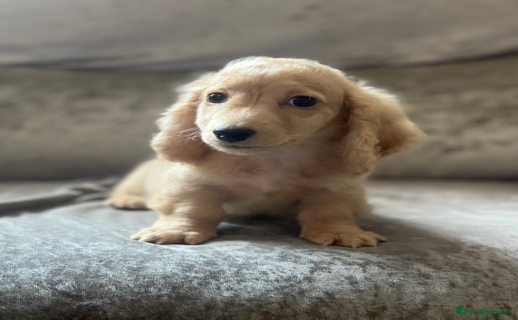 Dachshund dogs - Advert 5