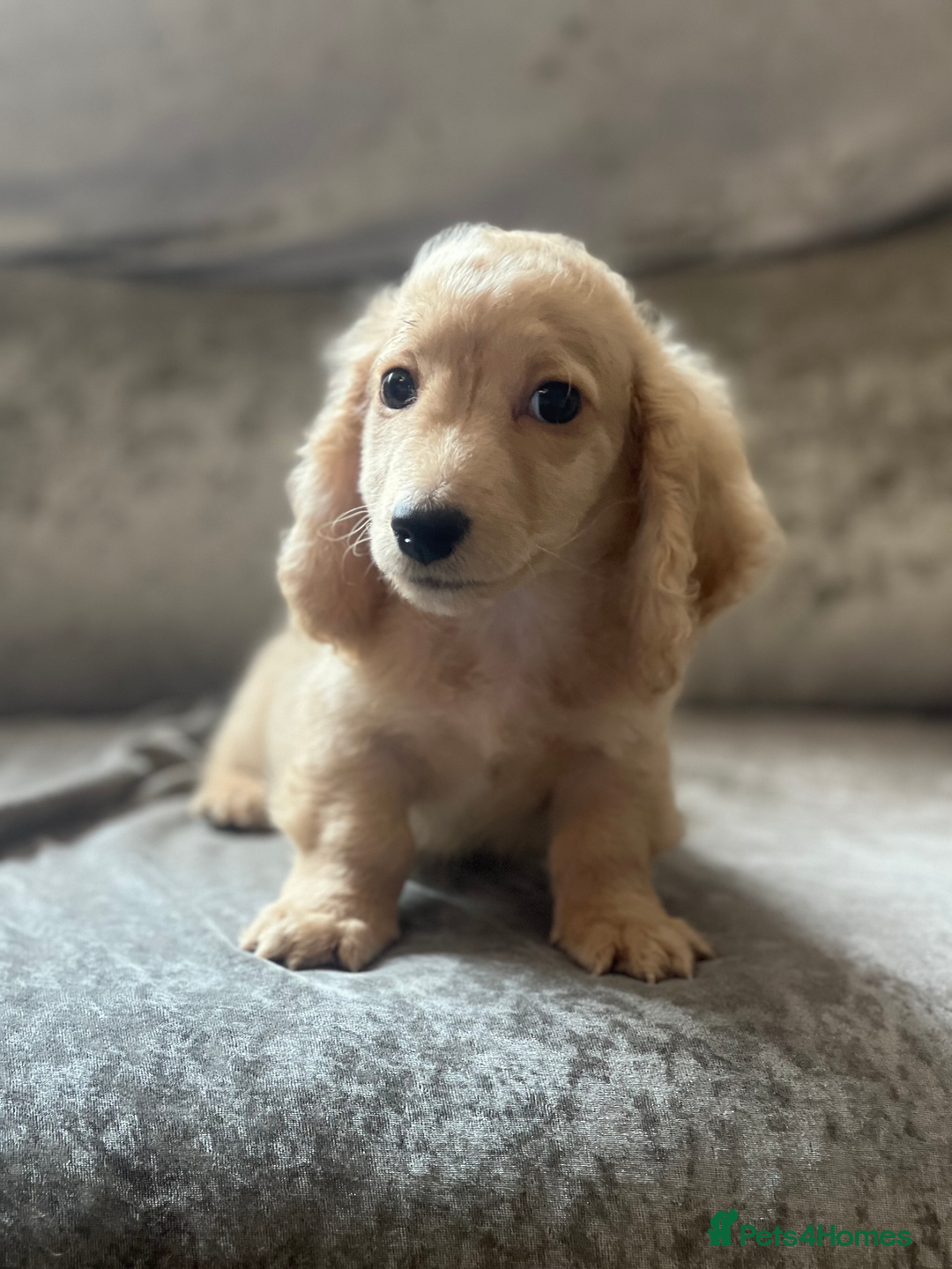 Dachshund dogs for sale: cream KC long haired miniature dachshunds for sale - Image 2