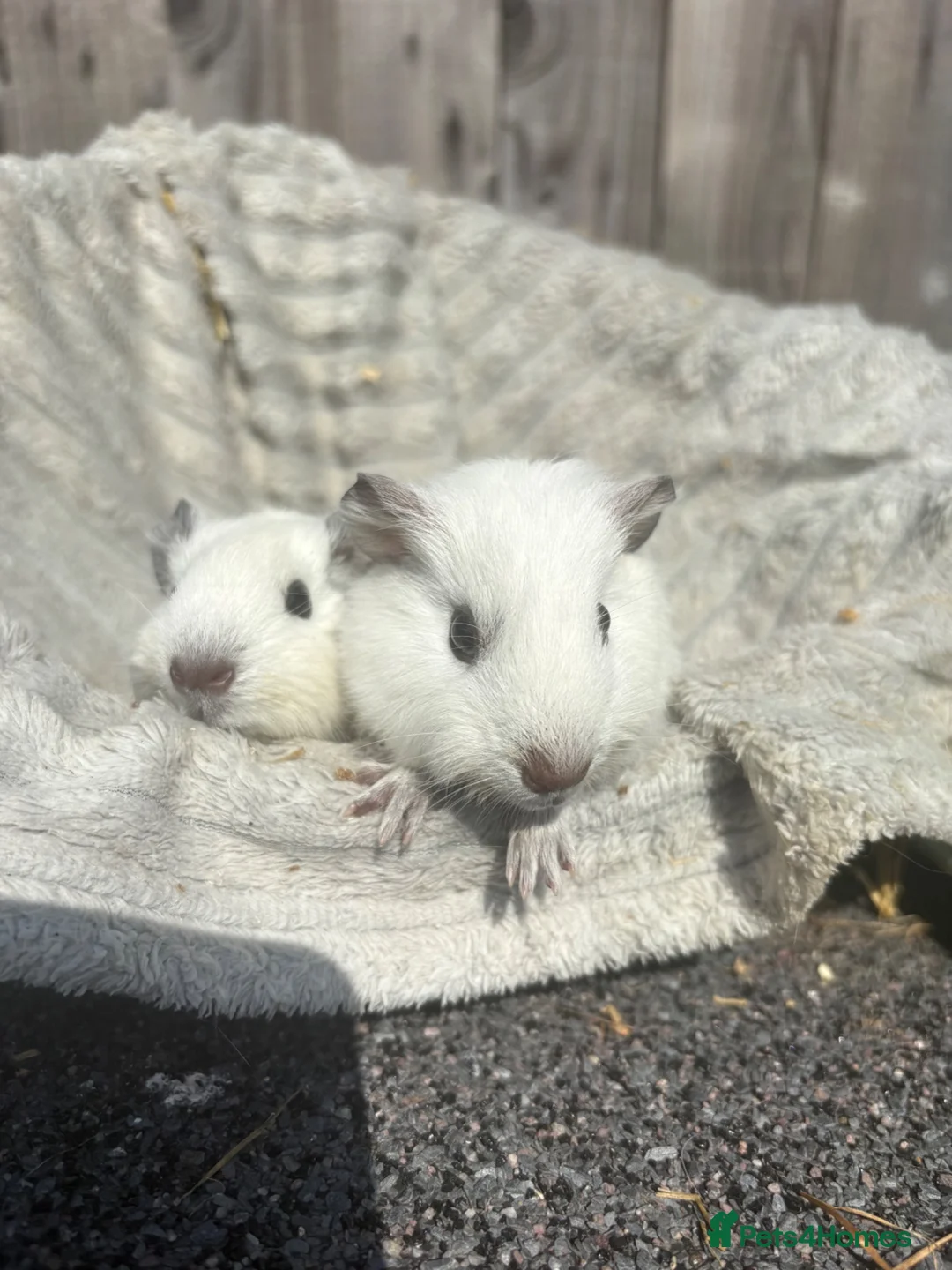 Guinea Pig rodents for sale: 2 handsome guinea pigs in Berkhamsted - Advert 2