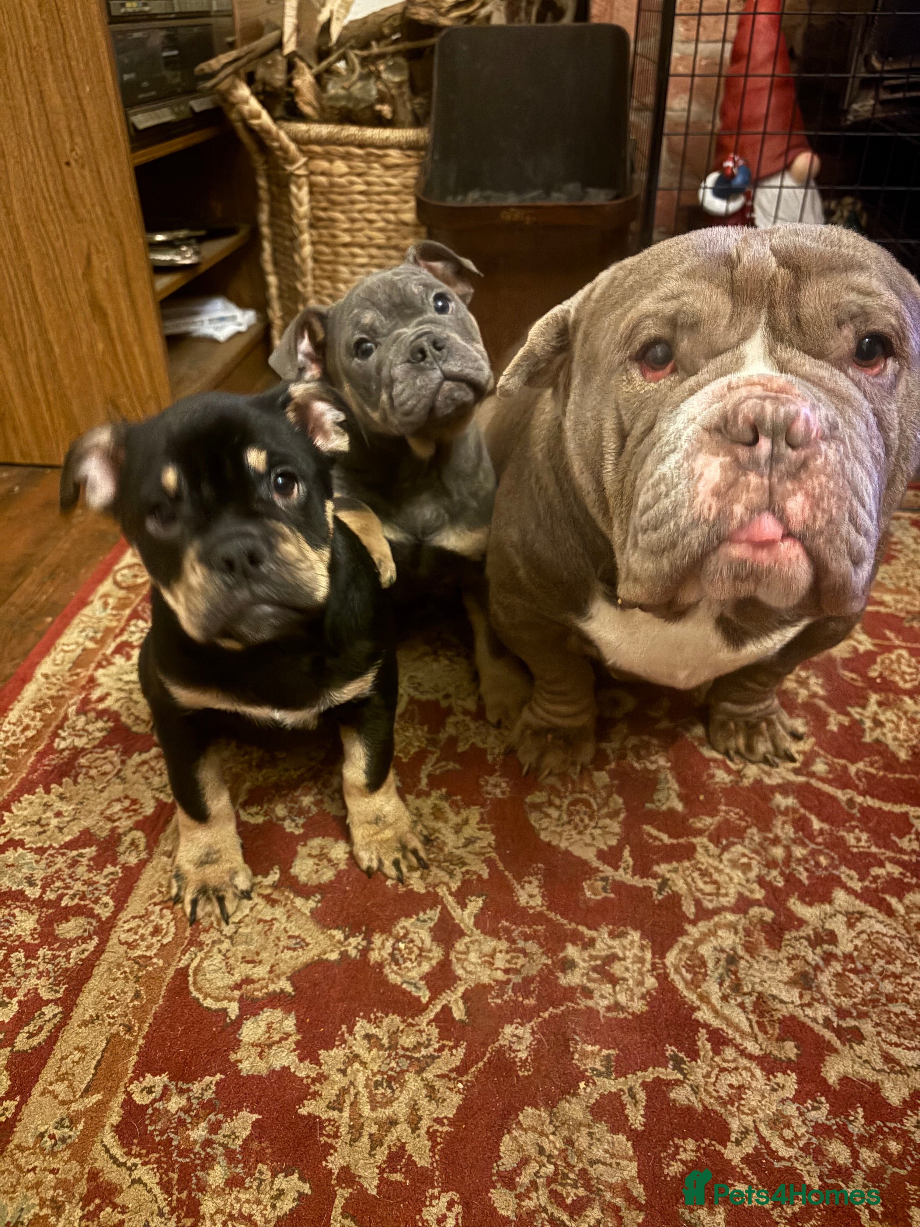 English Bulldog dogs English Bulldogs - Advert 1