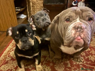 English Bulldog dogs English Bulldogs - Advert 1