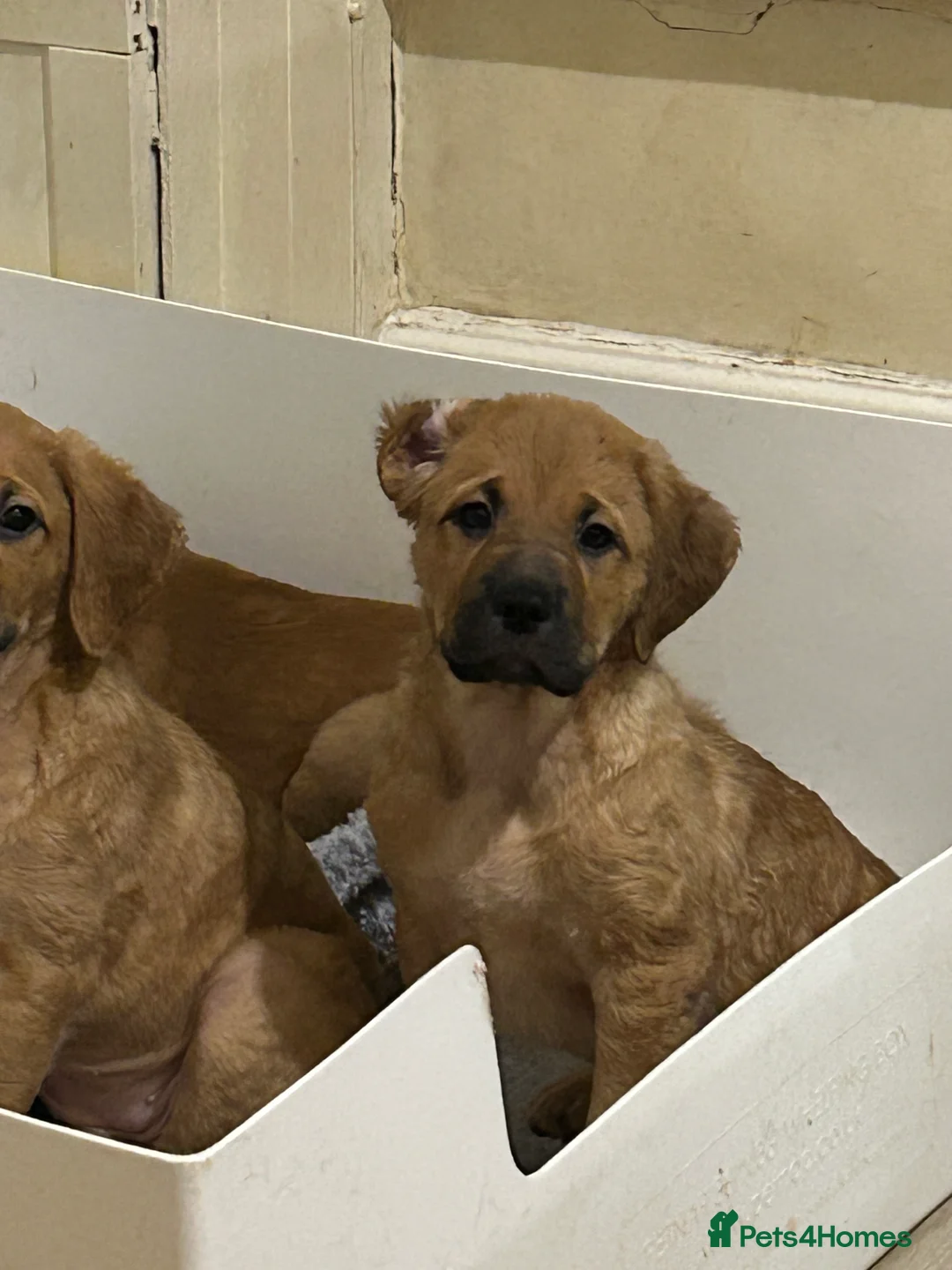 Mixed Breed dogs for sale: Dogue de Bordeaux X Borador puppies - Advert 4