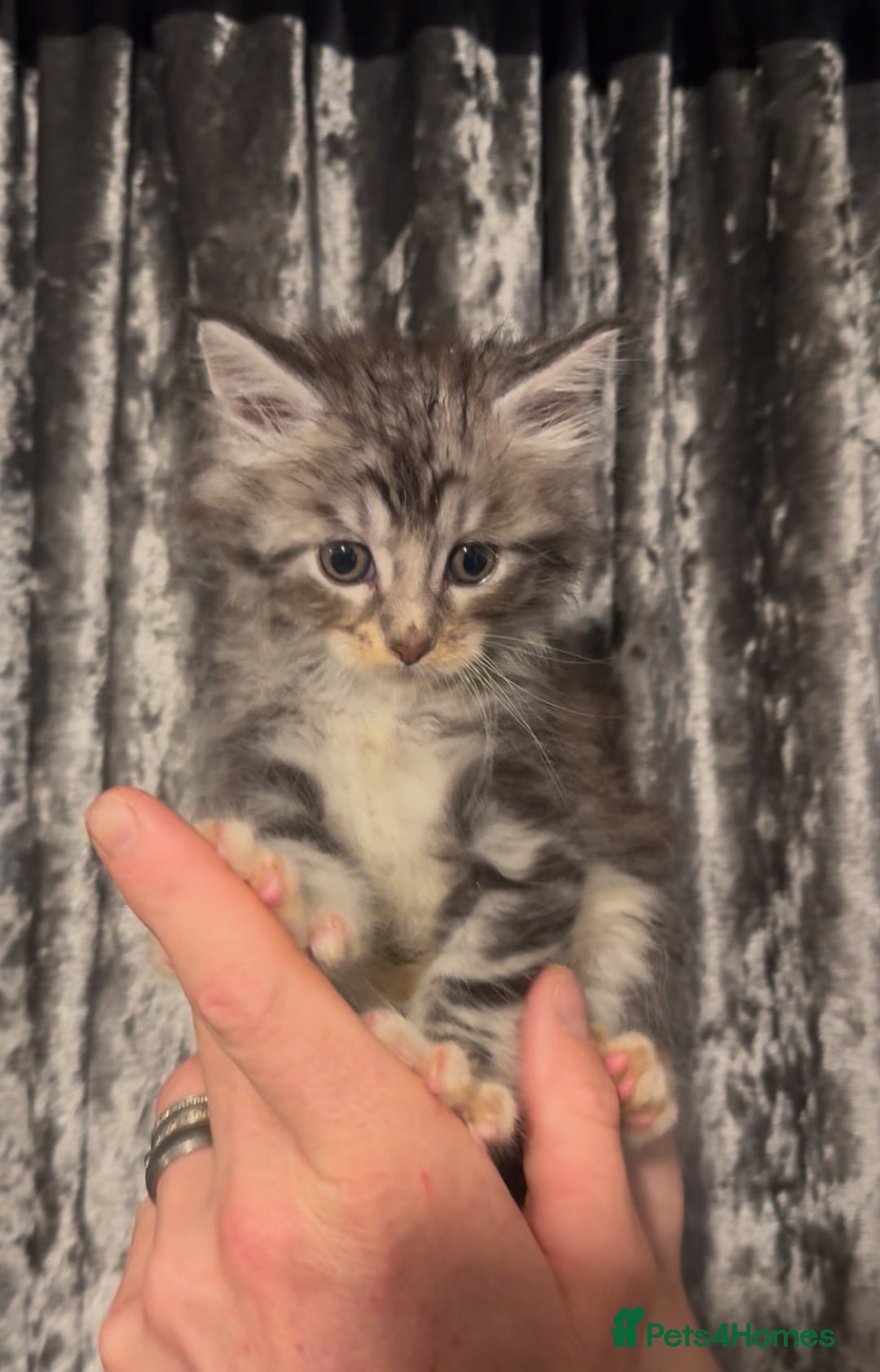 Maine Coon cats for sale: XXL Female Maine coons ready now   - Image 1