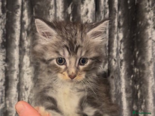 Maine Coon cats - Advert 2