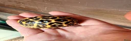 Tortoise reptiles for sale: Indian star tortoise  - Advert 23