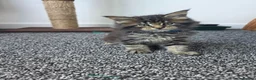 Maine Coon cats for sale: Maine coon pedigree kittens  - Advert 28