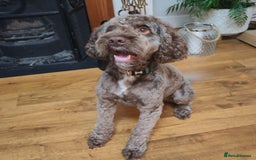 Cockapoo dogs for stud: Cockapoo for stud  - Advert 1