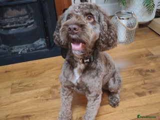 Cockapoo dogs Cockapoo for stud - Advert 1