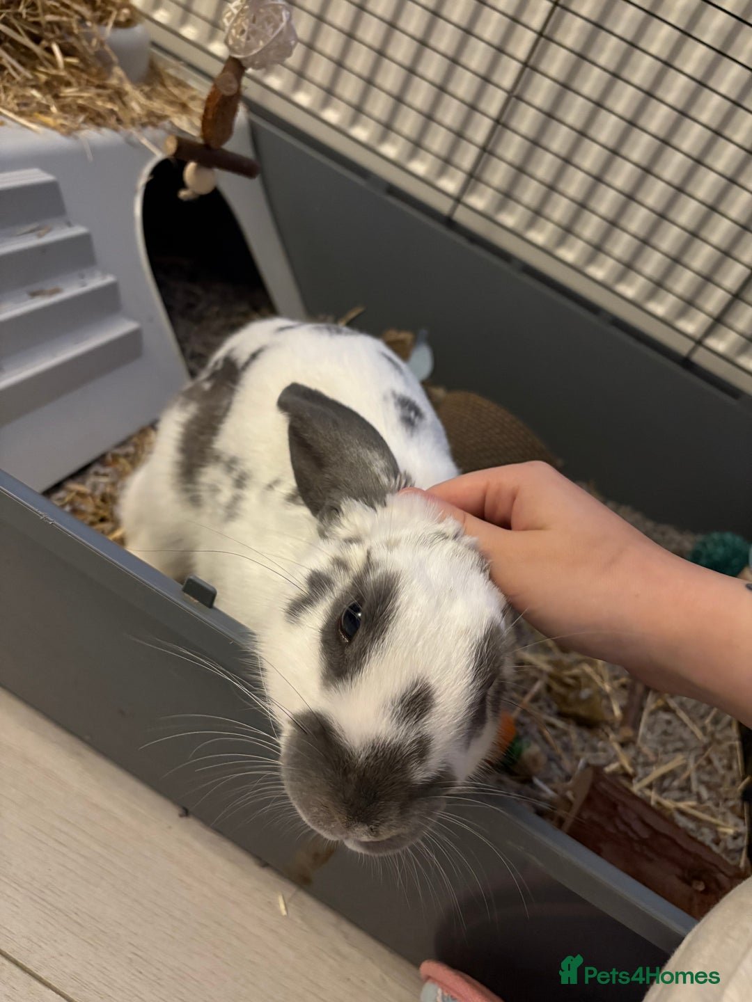 Mixed Breed rabbits for sale: Lovely cuddly bunny - Image 7