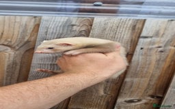 Ferret rodents for sale: Hob kit working lines - Image 4