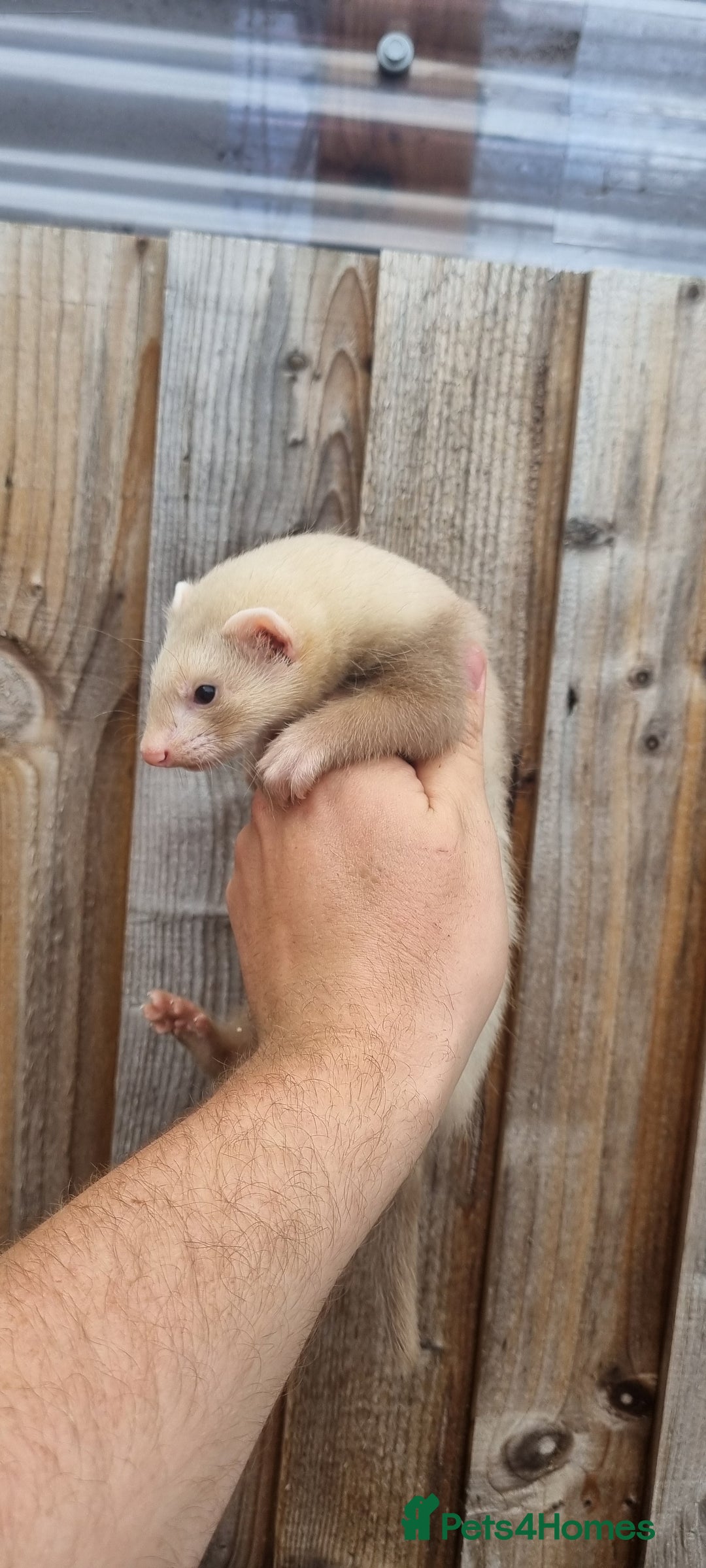 Ferret rodents for sale: Hob kit working lines - Image 4