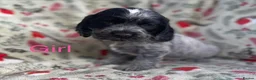 Cocker Spaniel dogs for sale: Show type cocker spaniel puppy’s  - Advert 2