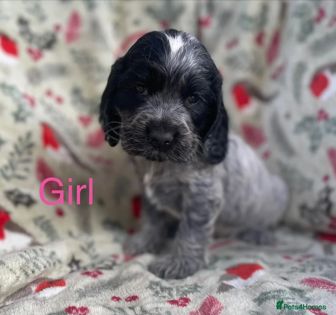 Cocker Spaniel dogs for sale: Show type cocker spaniel puppy’s  - Advert 2