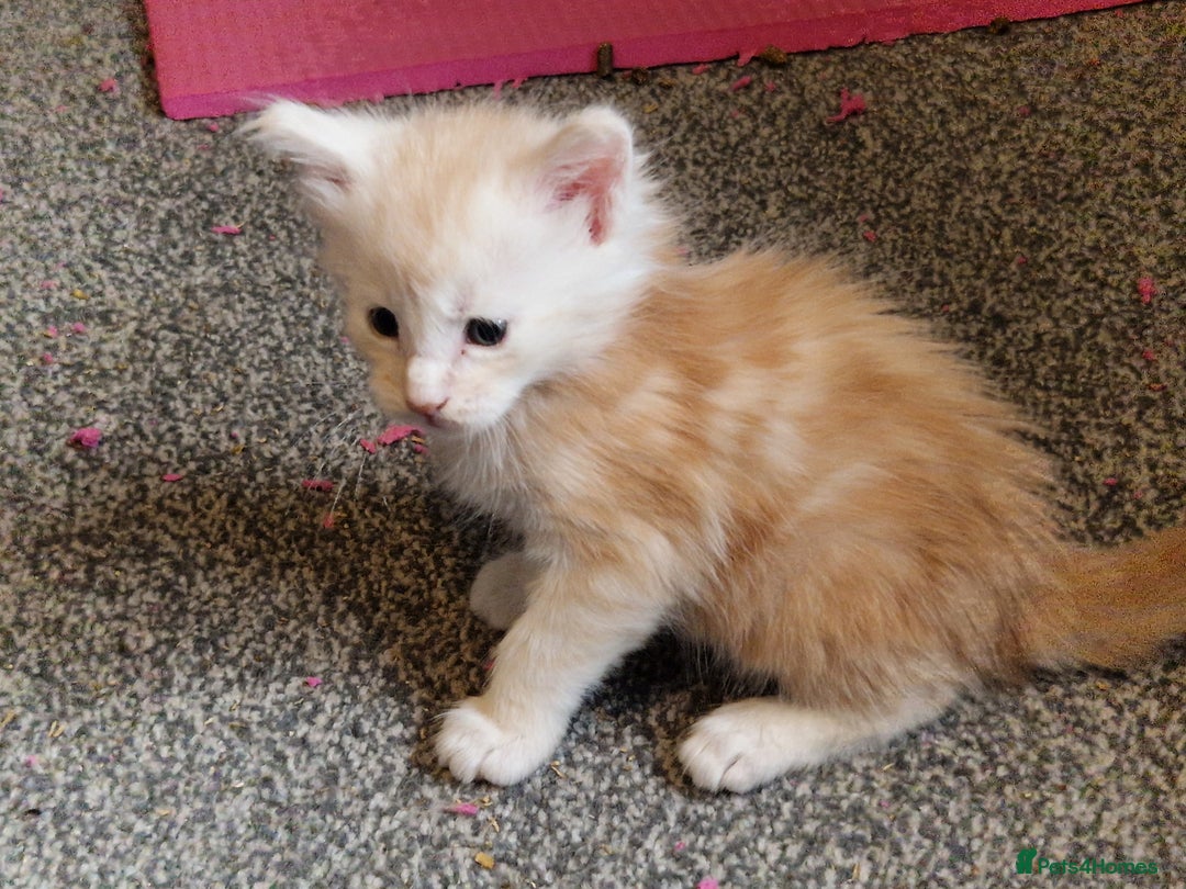 Maine Coon cats for sale: Stunning Maine Coon kittens - Image 5