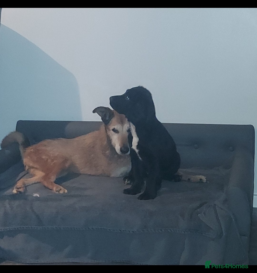 Sprocker dogs F1 SPROCKER SPANIELS ( 1 BOY LEFT )  - Advert 7