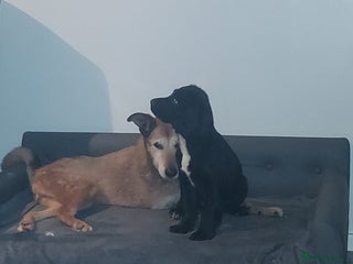 Sprocker dogs F1 SPROCKER SPANIELS ( 1 BOY LEFT ) - Advert 6