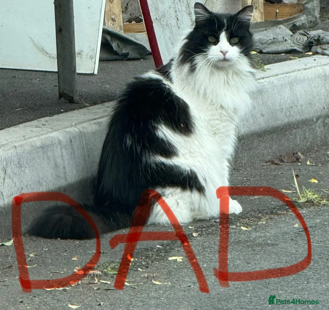Ragcoon cats for sale: RAGCOONS ragdoll mainecoons - Advert 2