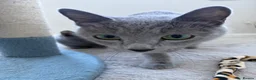 Russian Blue cats for sale: 2 Magnificent pure bred Russian Blue Kittens - Advert 4