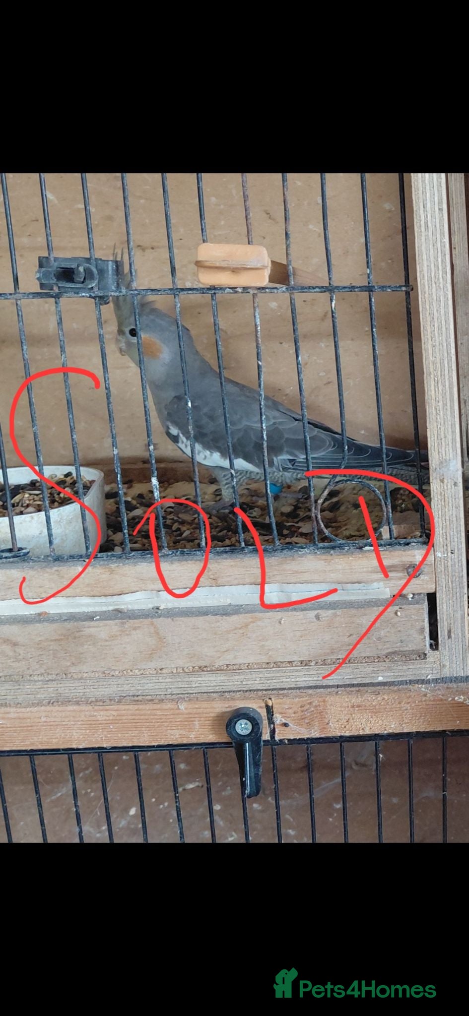 Cockatiels birds Young cockatiel for sale  - Advert 18