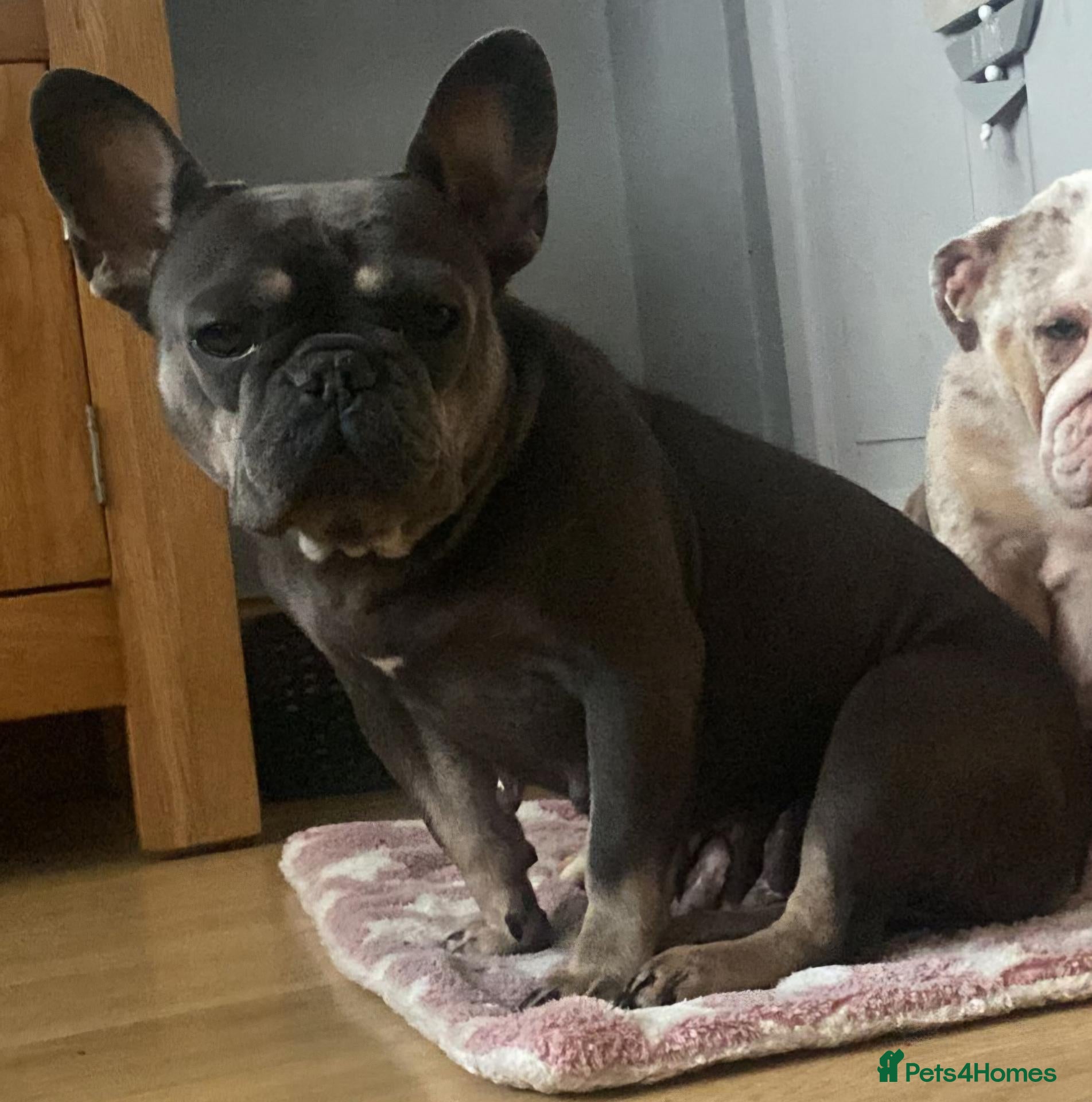 French Bulldog dogs KC Reg blue and tan female for sale - Advert 2