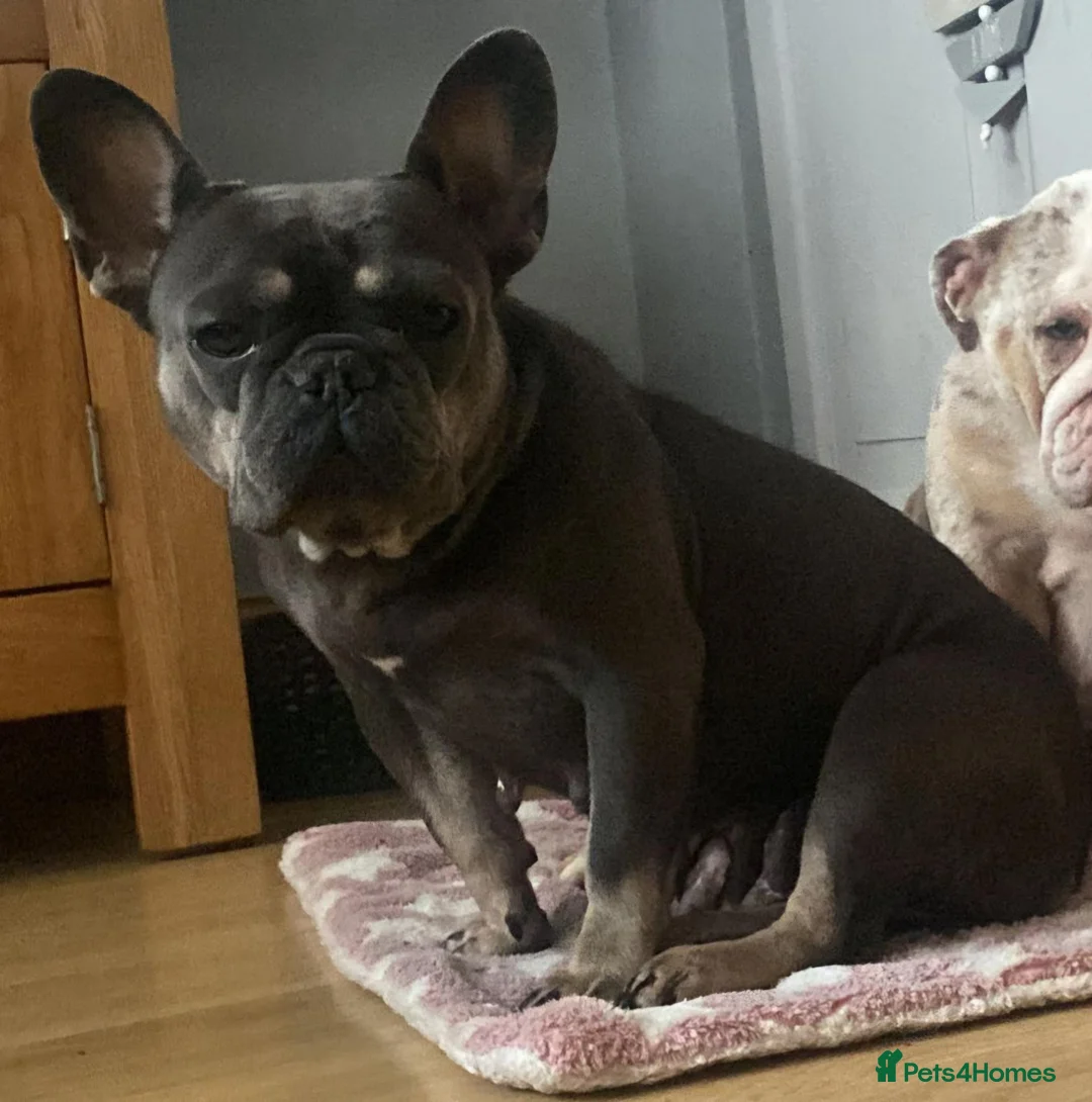 French Bulldog dogs for sale: KC Reg blue and tan female for sale in Beckenham - Advert 1