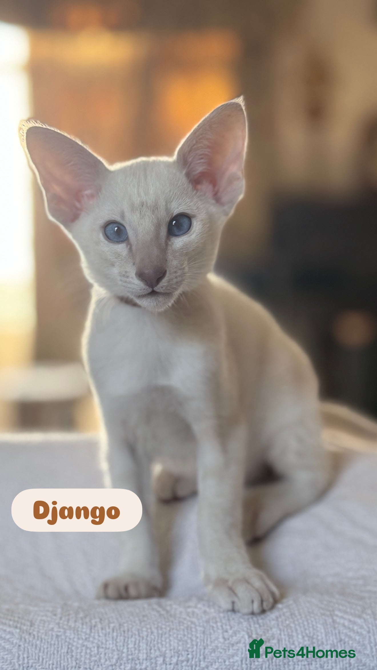 Siamese cats Cute Siamese babies - Advert 14