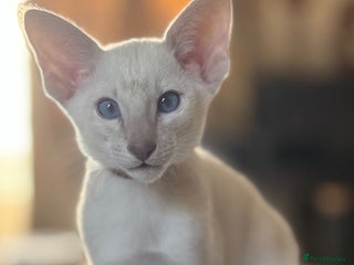 Siamese cats Cute Siamese babies - Advert 11