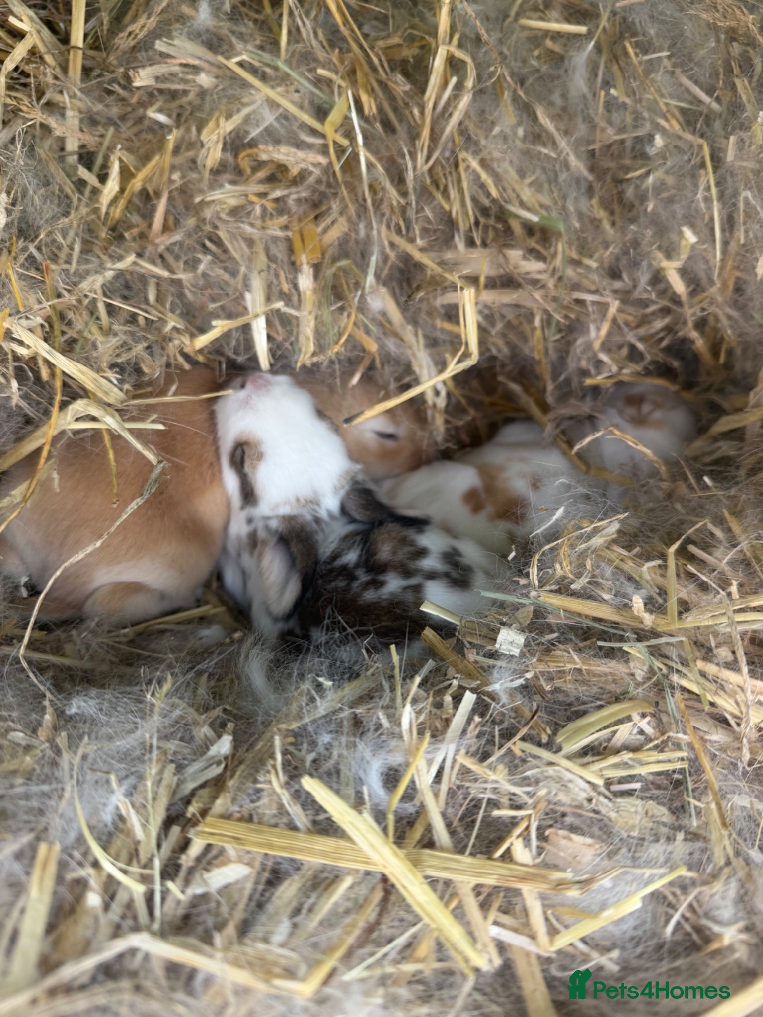 Mixed Breed rabbits Continental giant x French lop (big breed) - Advert 1