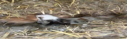 Mixed Breed rabbits for sale: Continental giant x French lop (big breed) - Advert 1