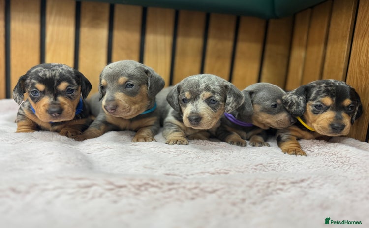 Miniature Dachshund dogs - Advert 3