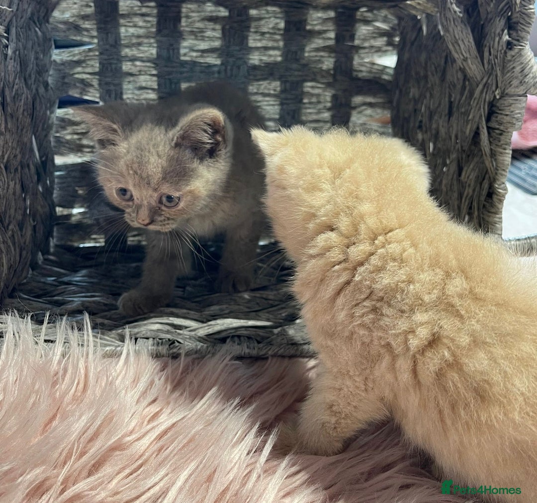 British Shorthair cats for sale: Stunning fluffy kittens  - Image 7