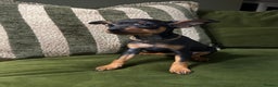 Miniature Pinscher dogs for sale: Stunning Miniature Pinschers - Advert 9