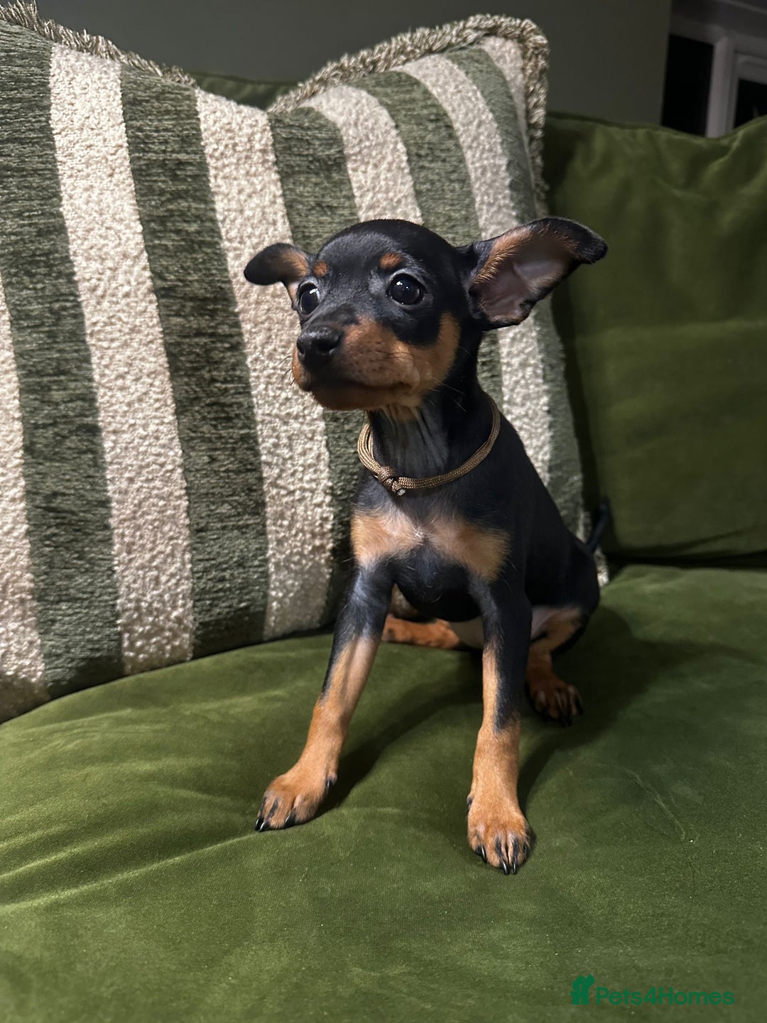 Miniature Pinscher dogs for sale: Stunning Miniature Pinschers - Advert 9