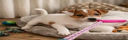 Jack Russell dogs for sale: READY TO GO!🤎🐶 Adorable Jack Russell Puppies✨ - Advert 15