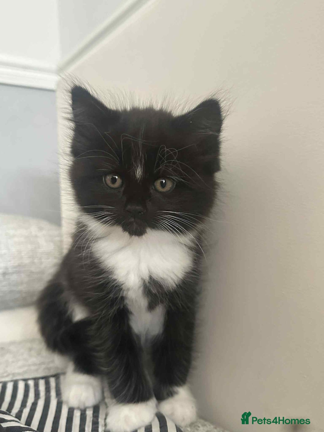 Mixed Breed cats for sale: Kittens for sale - Image 9