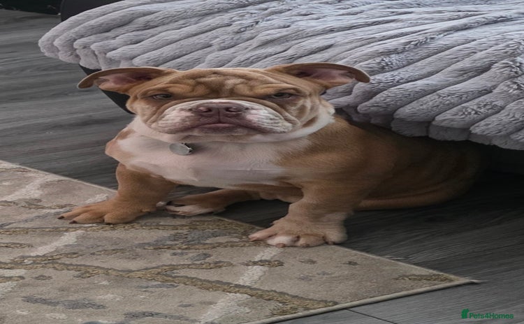 English Bulldog dogs - Advert 1