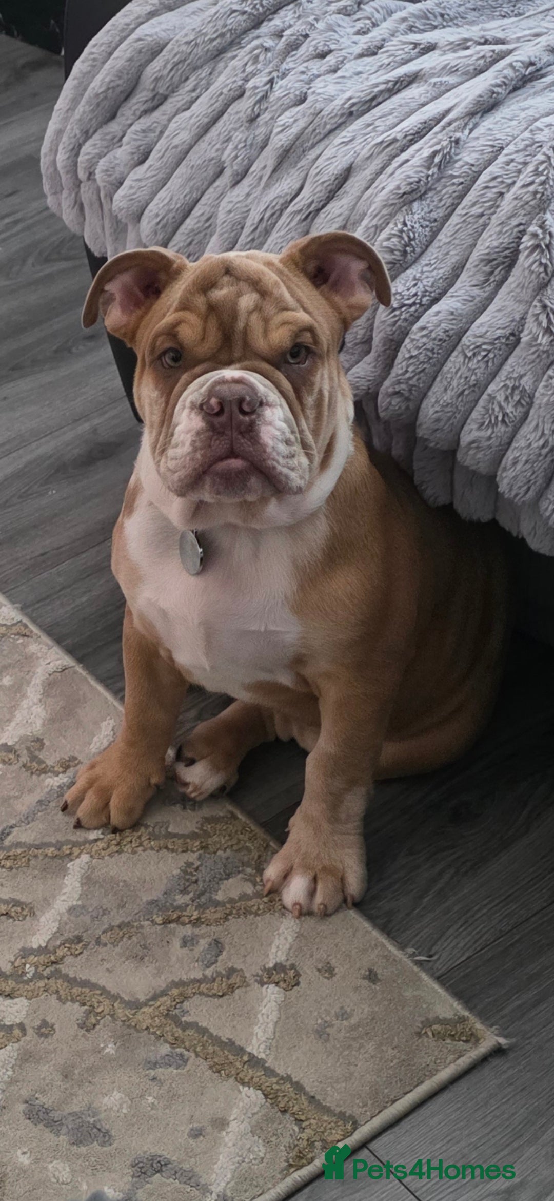English Bulldog dogs for sale: English Bulldog and Everything he needs. - Image 1