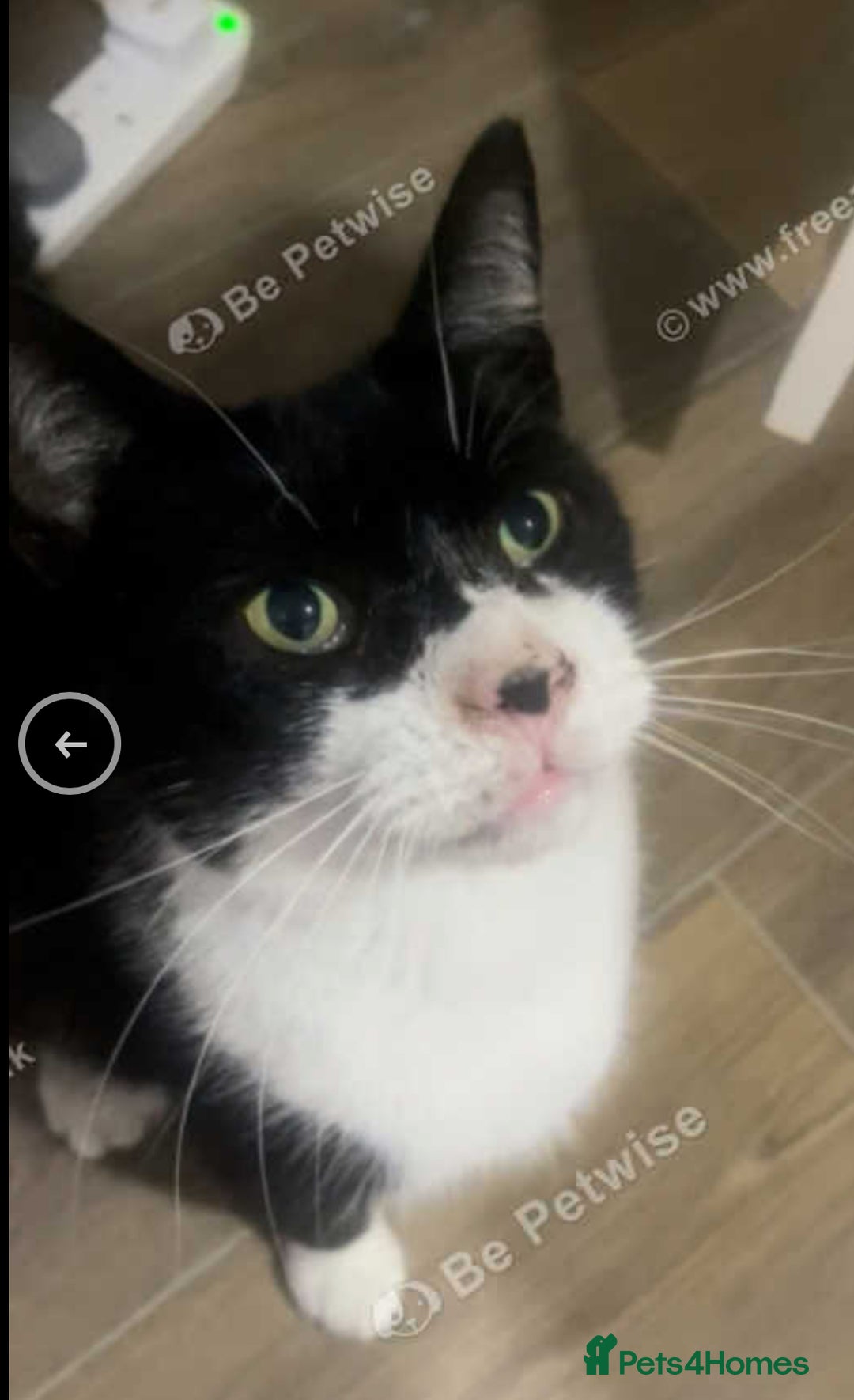 Mixed Breed cats for sale: X2 male cats Batman & Blacky - Image 2
