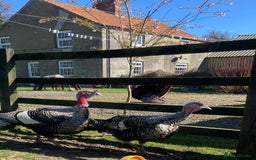 Turkeys poultry for sale: Mixed turkey poults / growers  - Image 7